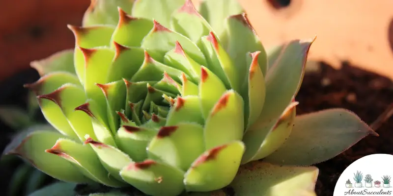 Echeveria Agavoides