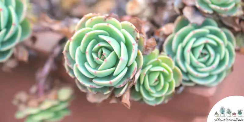 Echeveria Minima