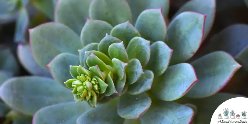 Echeveria minima plant