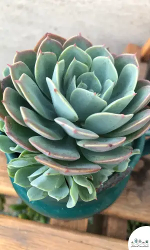 Echeveria minima succulent