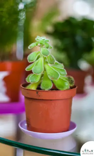 Echeveria pulvinata plant