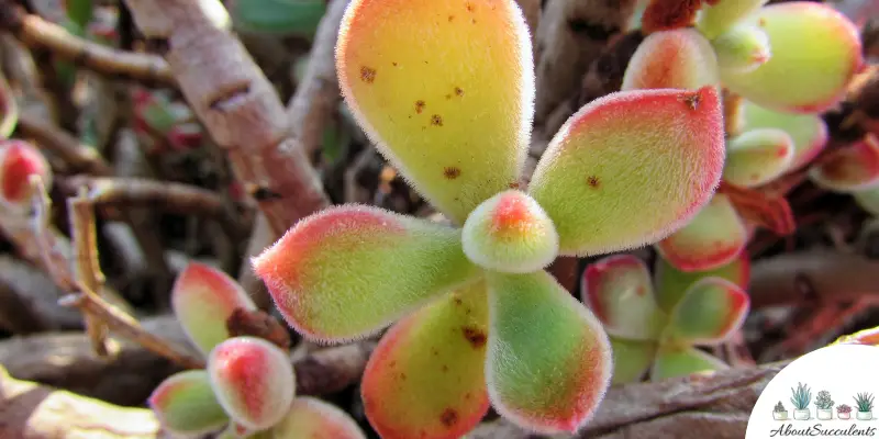 Echeveria pulvinata succulent