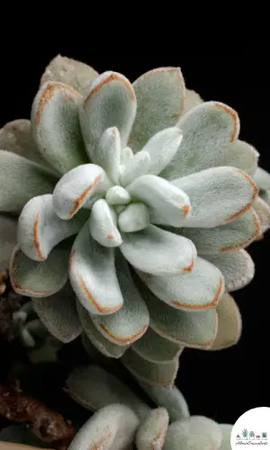 Echeveria setosa succulent