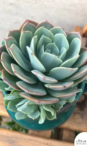 Echeveria ‘Azulita’ care