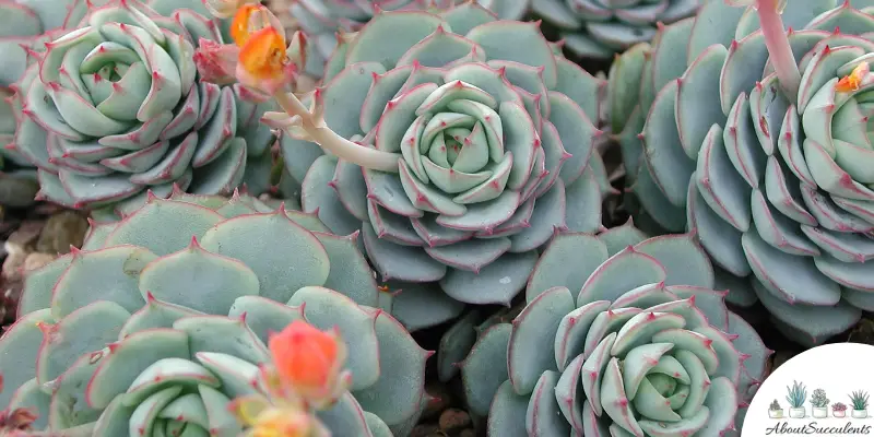 Echeveria ‘Azulita’ succulent