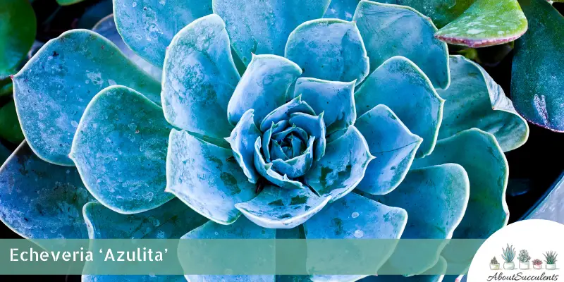 Echeveria ‘Azulita’
