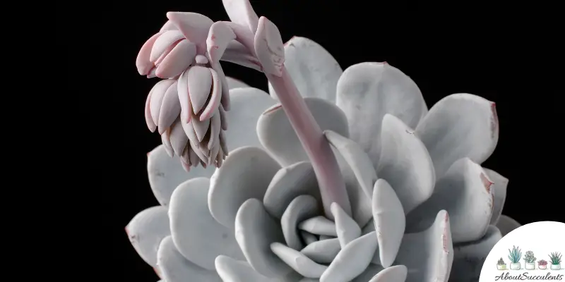Echeveria ‘Misty Lilac’ succulent