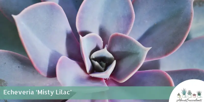 Echeveria ‘Misty Lilac’