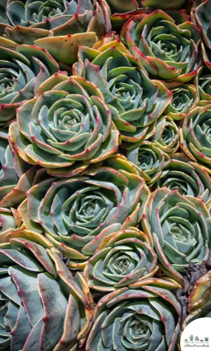 Echeveria ‘Sahara’ plant