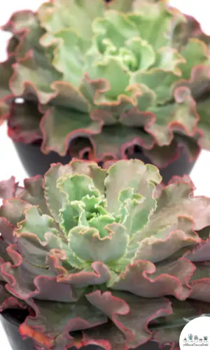 Echeveria ‘Sahara’ succulent