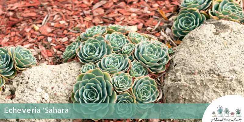 Echeveria ‘Sahara’