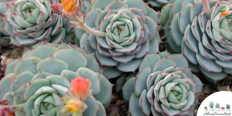 Echeverias