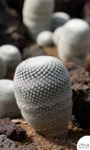 Epithelantha micromeris succulent