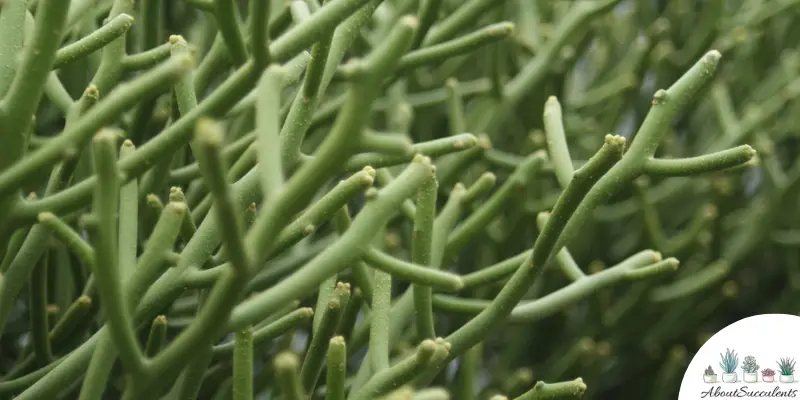Euphorbia Tirucallii