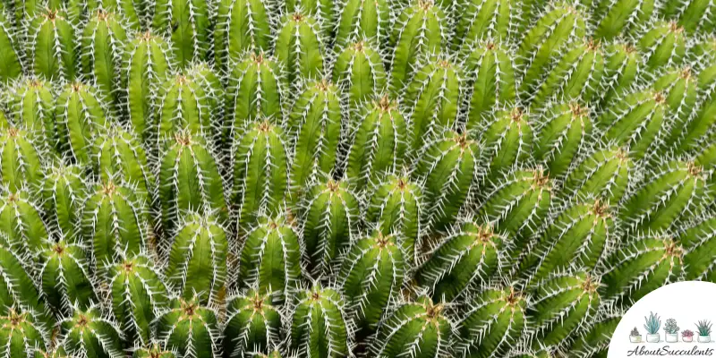 Euphorbia echinus plant