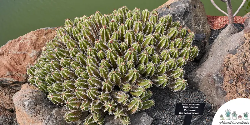 Euphorbia echinus succulent