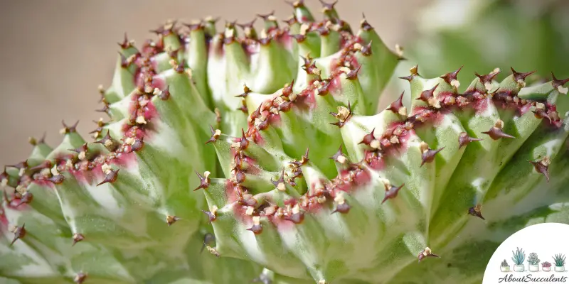 Euphorbia lactea ‘Cristata’ succulent
