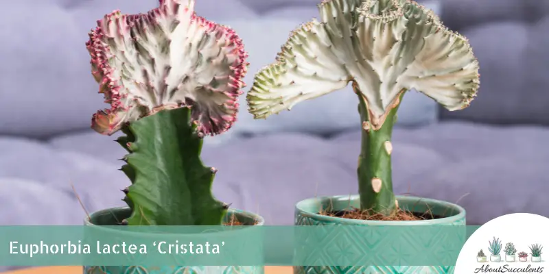 Euphorbia lactea ‘Cristata’