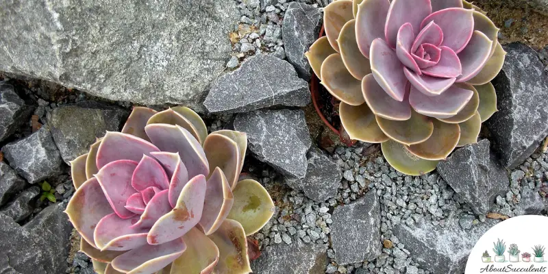 Sempervivum ‘Neptune’ succulent