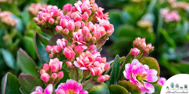 Flowering Kalanchoe