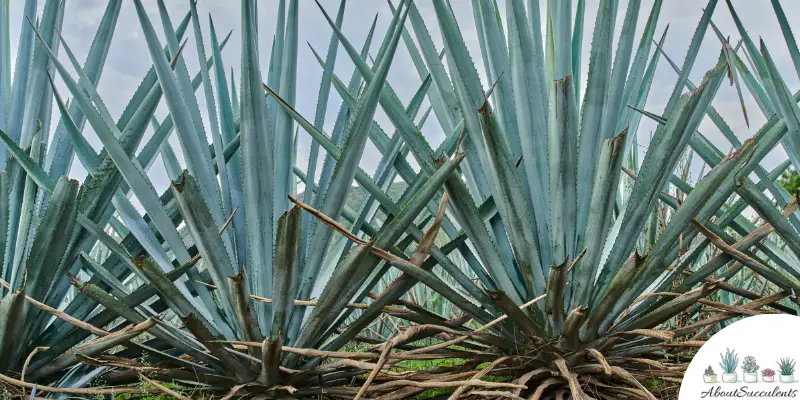 Giant Agave