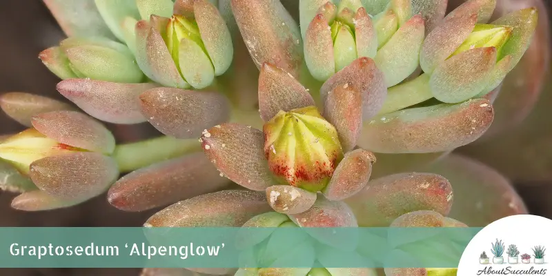 Graptosedum ‘Alpenglow’