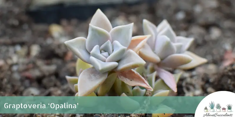 Graptoveria ‘Opalina’