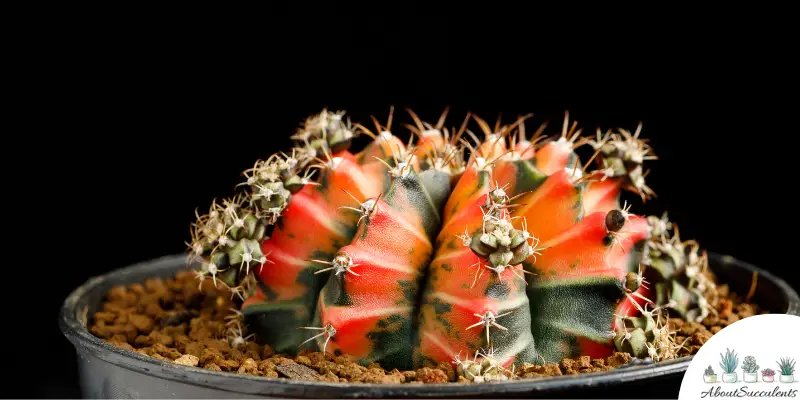 Gymnocalycium Mihanovichii  