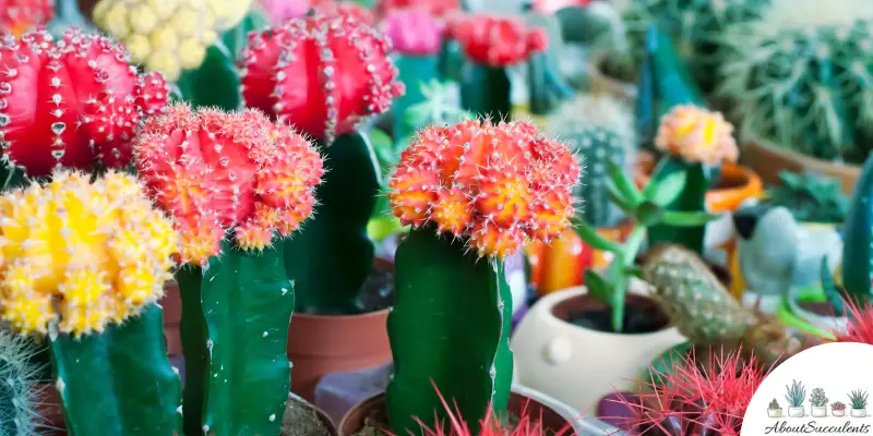 Gymnocalycium