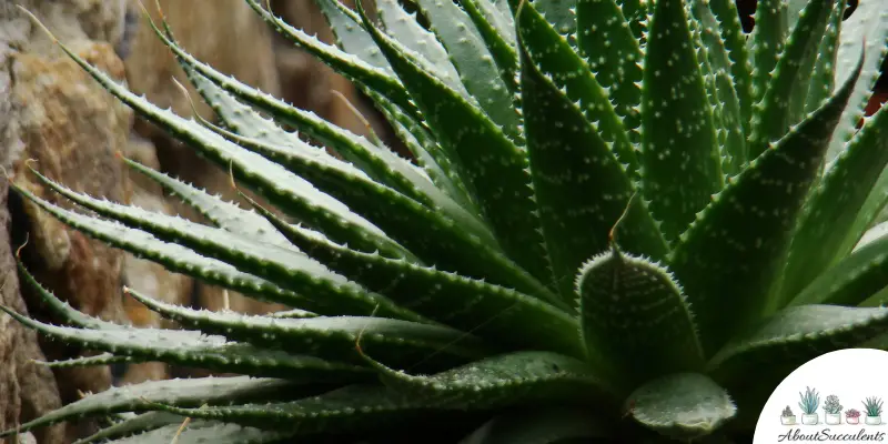 Haworthia