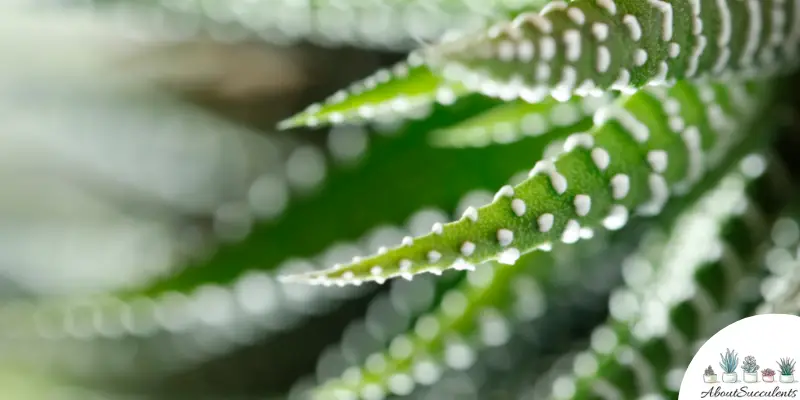 Haworthia Attenuata