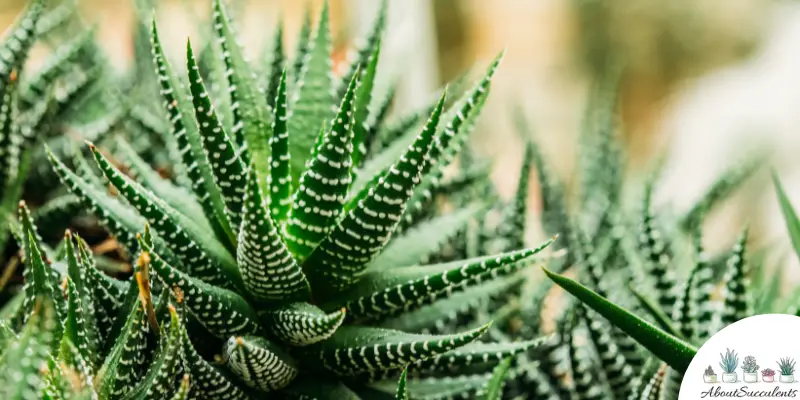 Haworthiopsis ‘Baccata’ plant