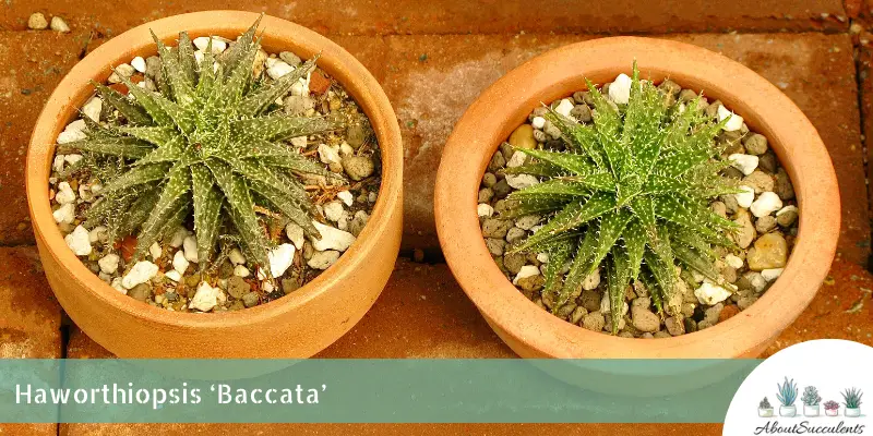 Haworthiopsis ‘Baccata’