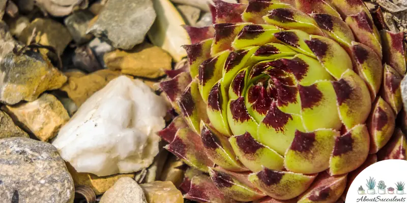 Hens and Chicks