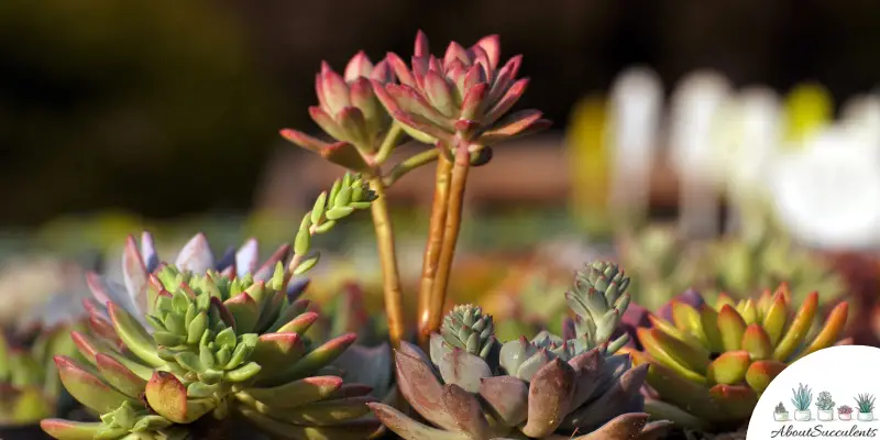 How Much Sunlight Does a Succulent Need?