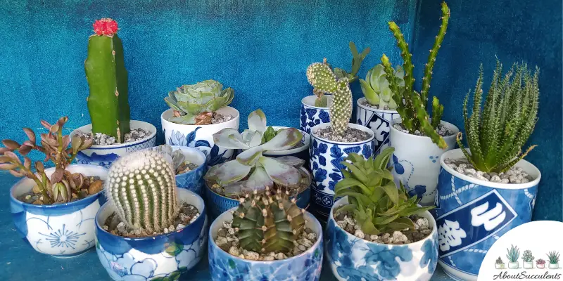 How Often Should You Water Succulents?