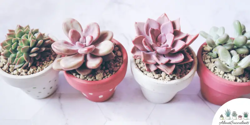 How To Care For Succulents Indoors