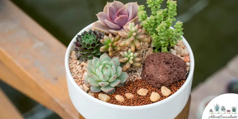 How To Choose The Best Pot And Soil For Your Indoor Succulent