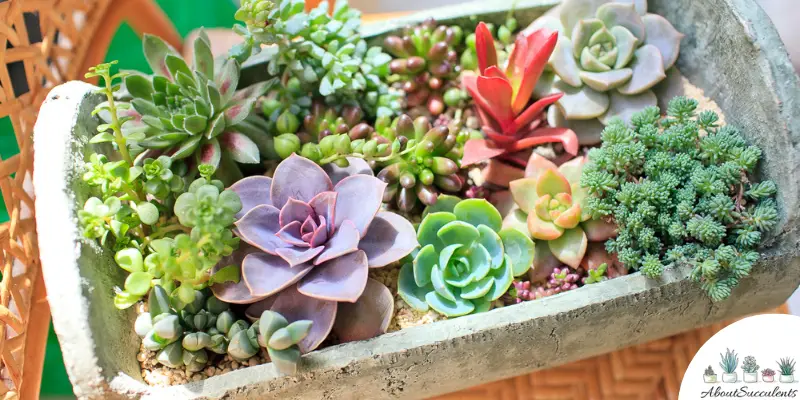 How To Keep Pests Out Of Your Indoor Succulent