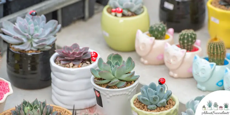 How To Properly Water Your Succulent Indoors