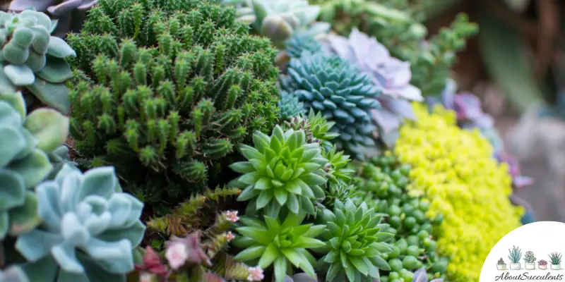 How To Protect Your Outdoor Succulent From Pests