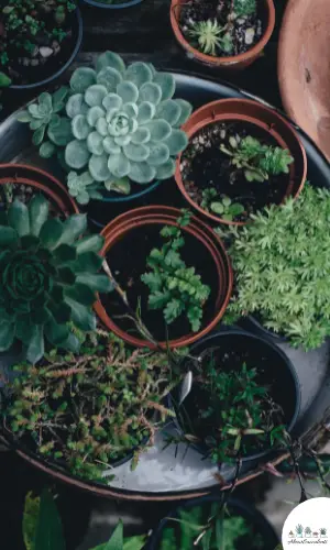 How To Re-Pot Succulents