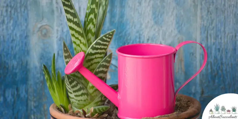 How to Water a Succulent Outdoors