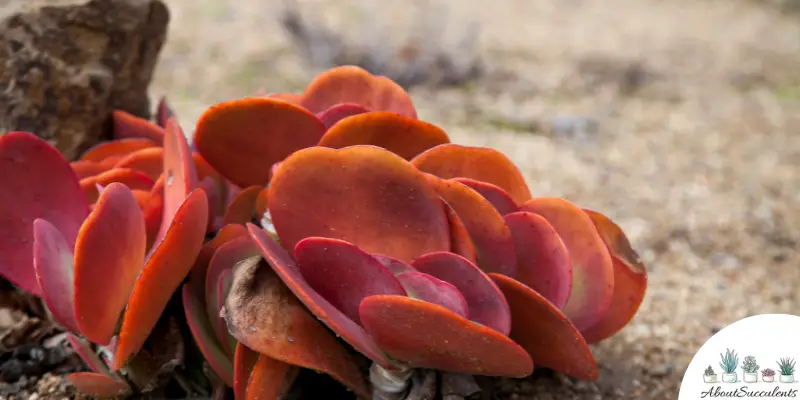 Kalanchoe Luciae 