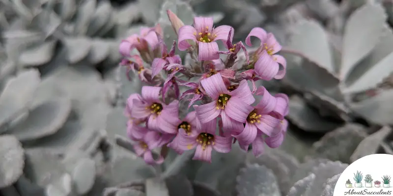 Kalanchoe Pumila