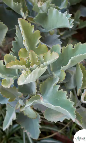 Kalanchoe beharensis ‘Fang’ succulent