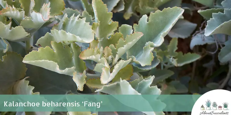 Kalanchoe beharensis ‘Fang’