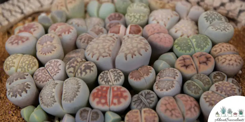 Lithops