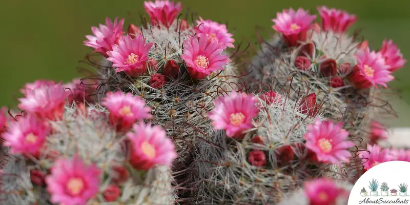 Mammillaria