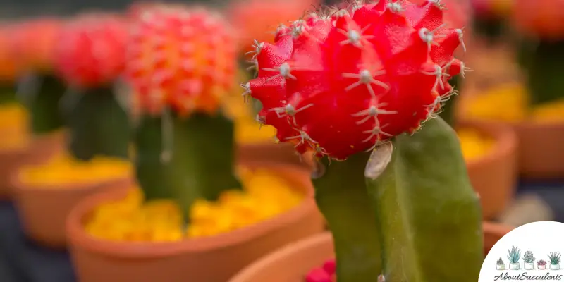 Moon Cactus